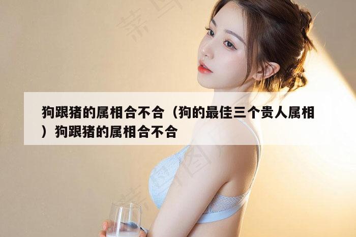 狗跟猪的属相合不合（狗的最佳三个贵人属相）狗跟猪的属相合不合